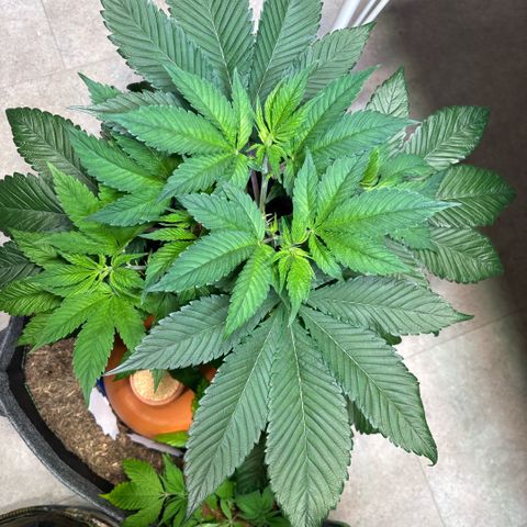 Nahimana - Mystisch - Tatanka Pure CBD growlog timeline photo