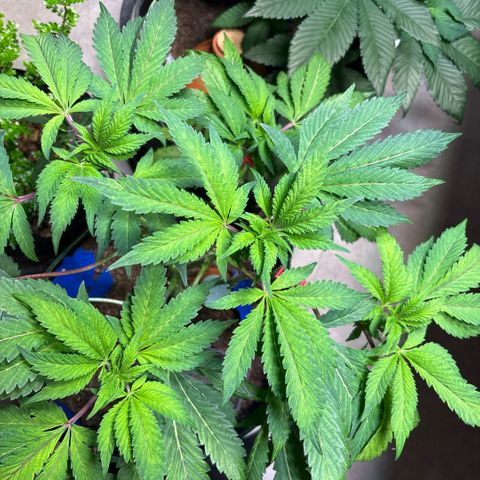 Maimiti - Tropical Mirage Limited Edition von Royal Queen Seeds growlog timeline photo
