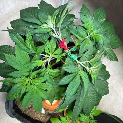Nahimana - Mystisch - Tatanka Pure CBD growlog timeline photo
