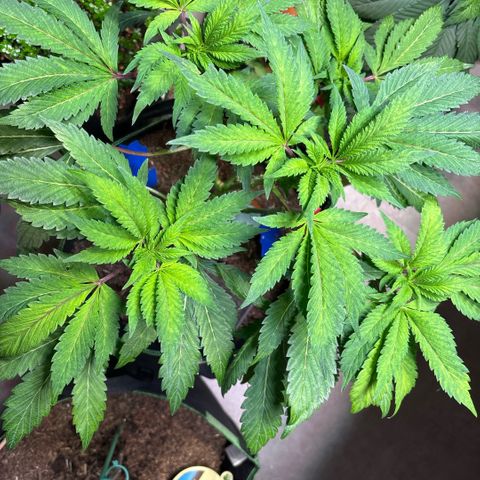Maimiti - Tropical Mirage Limited Edition von Royal Queen Seeds growlog timeline photo