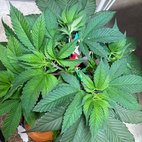 Nahimana - Mystisch - Tatanka Pure CBD growlog timeline photo