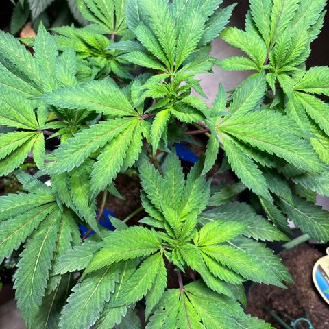 Maimiti - Tropical Mirage Limited Edition von Royal Queen Seeds growlog timeline photo
