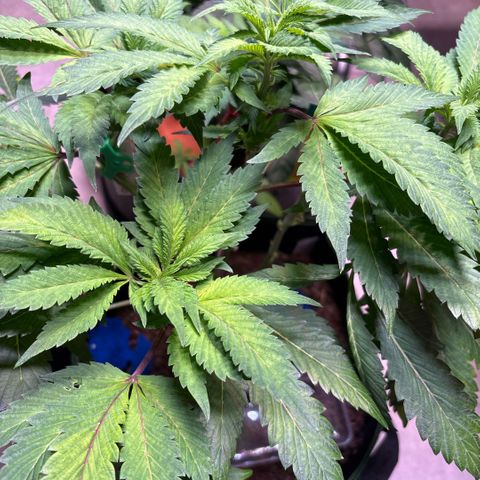Maimiti - Tropical Mirage Limited Edition von Royal Queen Seeds growlog timeline photo