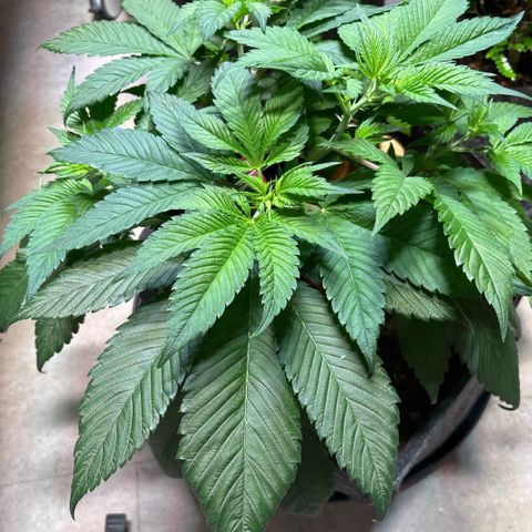 Nahimana - Mystisch - Tatanka Pure CBD growlog timeline photo