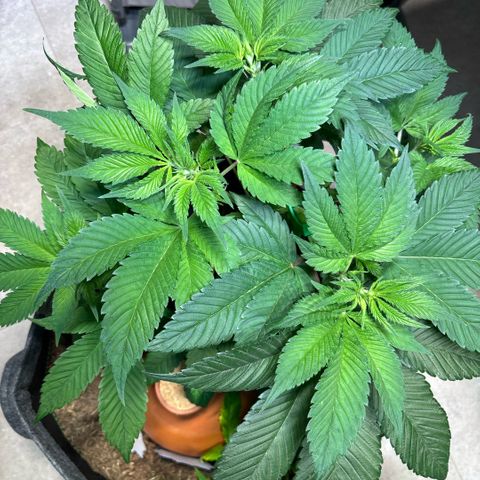 Nahimana - Mystisch - Tatanka Pure CBD growlog timeline photo
