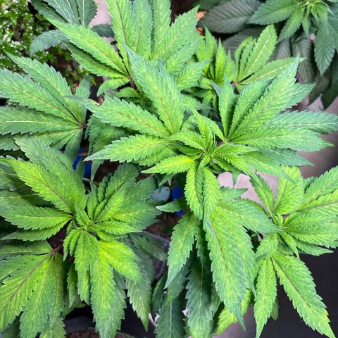 Maimiti - Tropical Mirage Limited Edition von Royal Queen Seeds growlog timeline photo