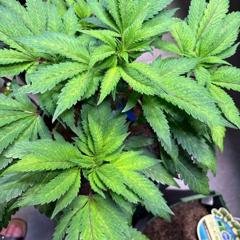 Maimiti - Tropical Mirage Limited Edition von Royal Queen Seeds growlog timeline photo