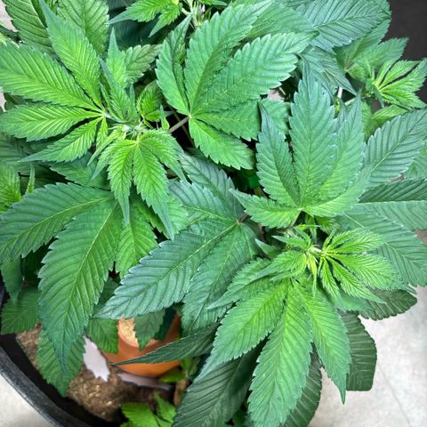 Nahimana - Mystisch - Tatanka Pure CBD growlog timeline photo