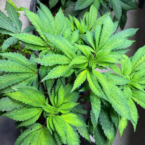 Maimiti - Tropical Mirage Limited Edition von Royal Queen Seeds growlog timeline photo