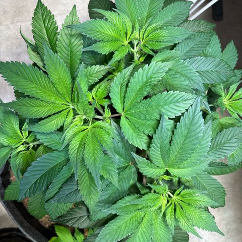 Nahimana - Mystisch - Tatanka Pure CBD growlog timeline photo