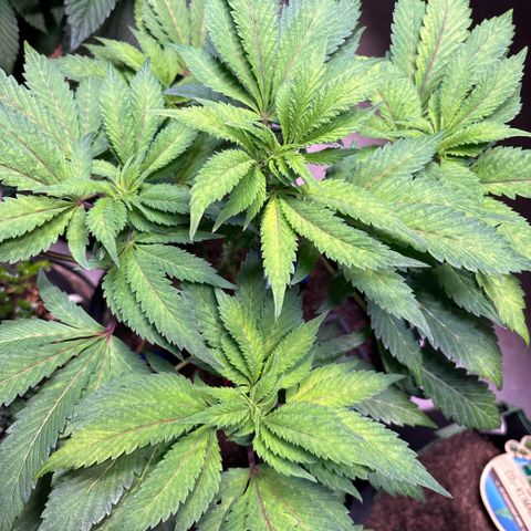 Maimiti - Tropical Mirage Limited Edition von Royal Queen Seeds growlog timeline photo