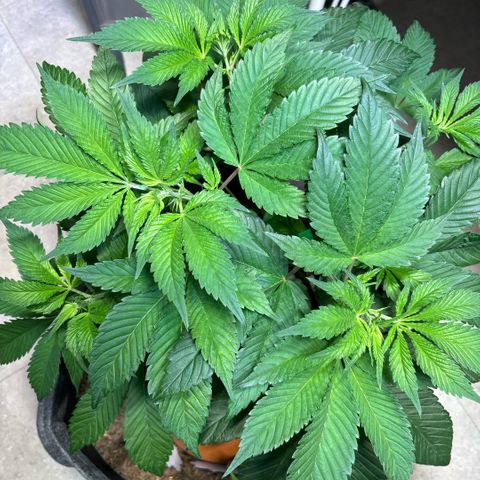 Nahimana - Mystisch - Tatanka Pure CBD growlog timeline photo