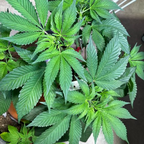 Nahimana - Mystisch - Tatanka Pure CBD growlog timeline photo