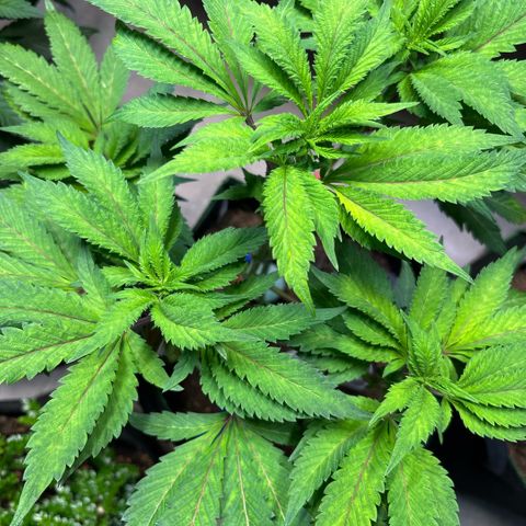 Maimiti - Tropical Mirage Limited Edition von Royal Queen Seeds growlog timeline photo
