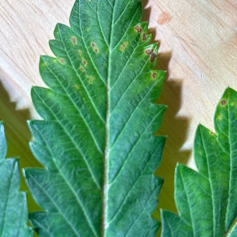 Maimiti - Tropical Mirage Limited Edition von Royal Queen Seeds growlog timeline photo