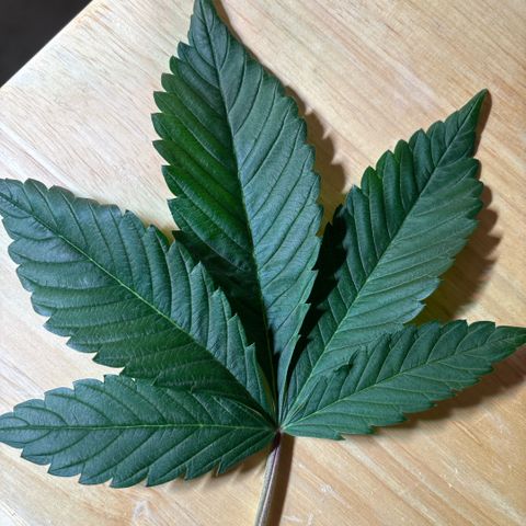 Nahimana - Mystisch - Tatanka Pure CBD growlog timeline photo