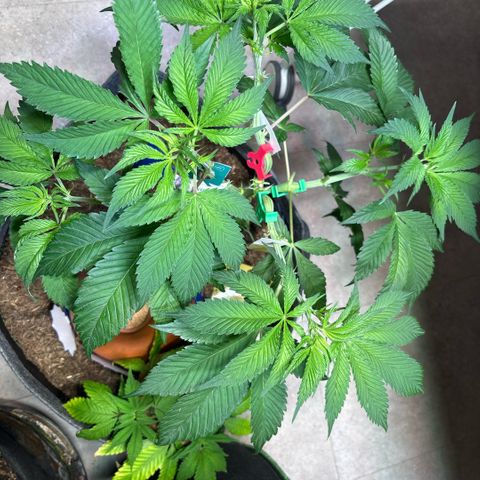Nahimana - Mystisch - Tatanka Pure CBD growlog timeline photo