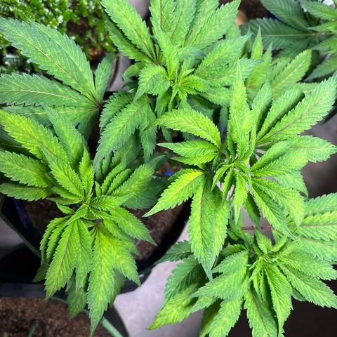 Maimiti - Tropical Mirage Limited Edition von Royal Queen Seeds growlog timeline photo