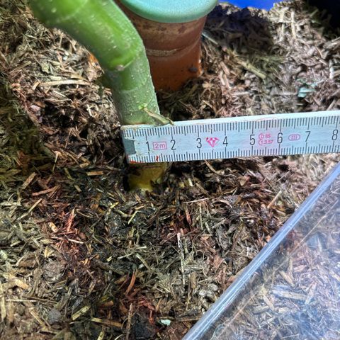 Maimiti - Tropical Mirage Limited Edition von Royal Queen Seeds growlog timeline photo