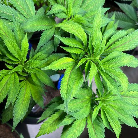 Maimiti - Tropical Mirage Limited Edition von Royal Queen Seeds growlog timeline photo