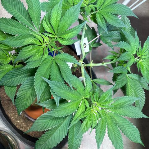 Nahimana - Mystisch - Tatanka Pure CBD growlog timeline photo