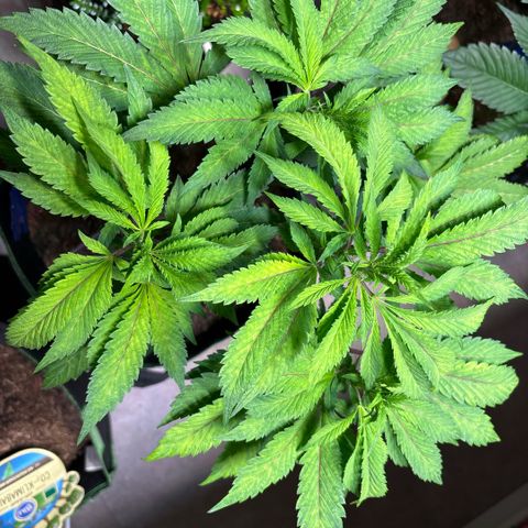 Maimiti - Tropical Mirage Limited Edition von Royal Queen Seeds growlog timeline photo