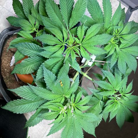 Nahimana - Mystisch - Tatanka Pure CBD growlog timeline photo