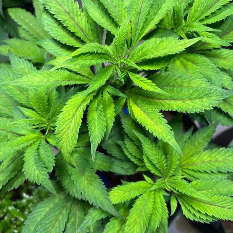 Maimiti - Tropical Mirage Limited Edition von Royal Queen Seeds growlog timeline photo