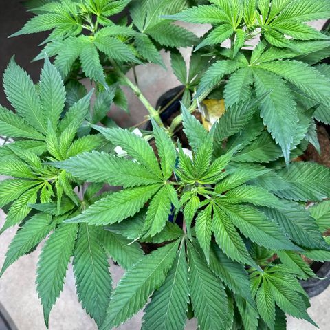 Nahimana - Mystisch - Tatanka Pure CBD growlog timeline photo
