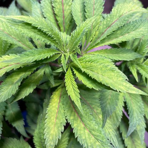 Maimiti - Tropical Mirage Limited Edition von Royal Queen Seeds growlog timeline photo