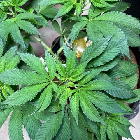 Nahimana - Mystisch - Tatanka Pure CBD growlog timeline photo