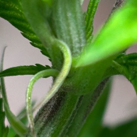 Maimiti - Tropical Mirage Limited Edition von Royal Queen Seeds growlog timeline photo
