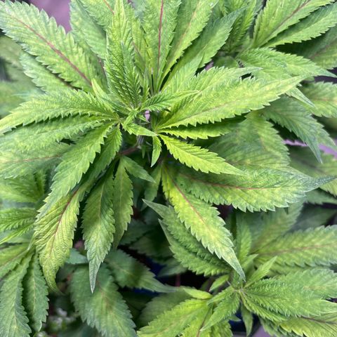 Maimiti - Tropical Mirage Limited Edition von Royal Queen Seeds growlog timeline photo