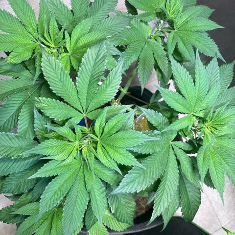 Nahimana - Mystisch - Tatanka Pure CBD growlog timeline photo
