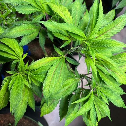 Maimiti - Tropical Mirage Limited Edition von Royal Queen Seeds growlog timeline photo