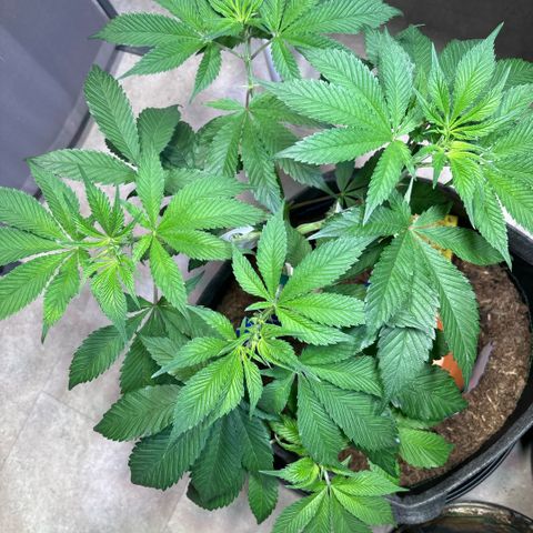 Nahimana - Mystisch - Tatanka Pure CBD growlog timeline photo