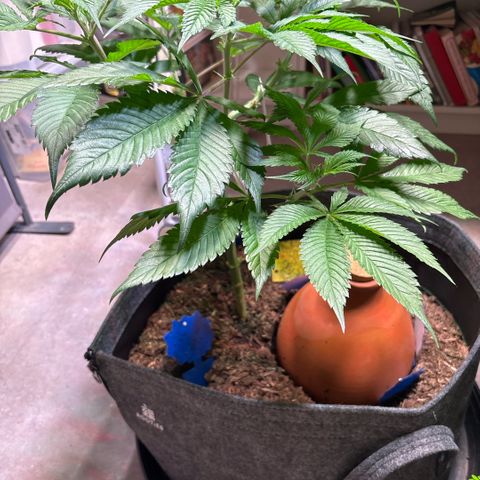 Nahimana - Mystisch - Tatanka Pure CBD growlog timeline photo