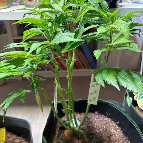 Maimiti - Tropical Mirage Limited Edition von Royal Queen Seeds growlog timeline photo