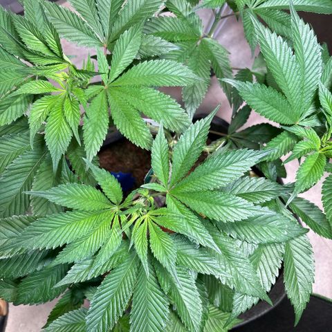 Nahimana - Mystisch - Tatanka Pure CBD growlog timeline photo
