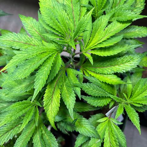 Maimiti - Tropical Mirage Limited Edition von Royal Queen Seeds growlog timeline photo