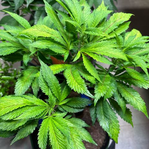 Maimiti - Tropical Mirage Limited Edition von Royal Queen Seeds growlog timeline photo