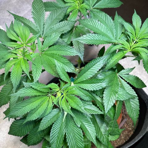 Nahimana - Mystisch - Tatanka Pure CBD growlog timeline photo