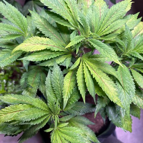 Maimiti - Tropical Mirage Limited Edition von Royal Queen Seeds growlog timeline photo