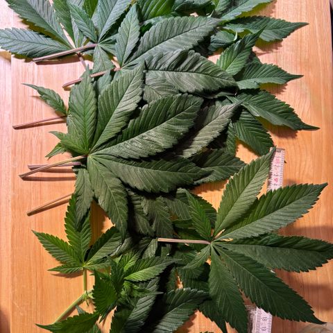 Nahimana - Mystisch - Tatanka Pure CBD growlog timeline photo
