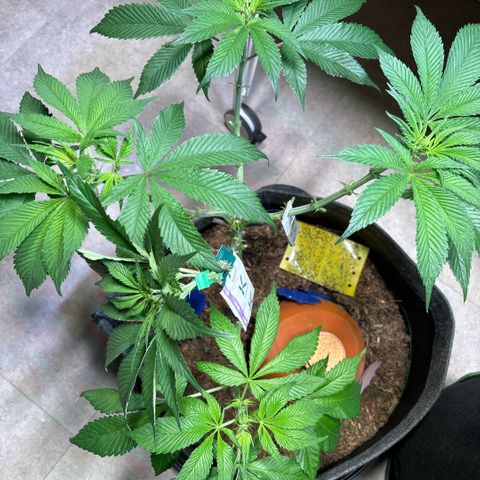 Nahimana - Mystisch - Tatanka Pure CBD growlog timeline photo