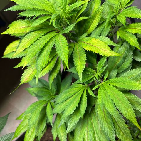 Maimiti - Tropical Mirage Limited Edition von Royal Queen Seeds growlog timeline photo