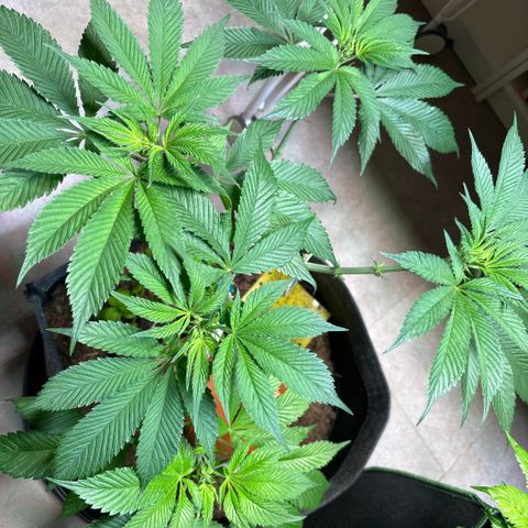 Nahimana - Mystisch - Tatanka Pure CBD growlog timeline photo
