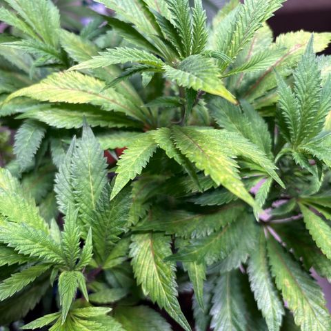Maimiti - Tropical Mirage Limited Edition von Royal Queen Seeds growlog timeline photo