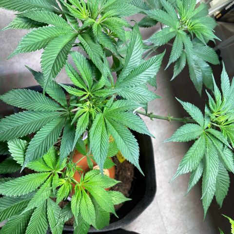 Nahimana - Mystisch - Tatanka Pure CBD growlog timeline photo