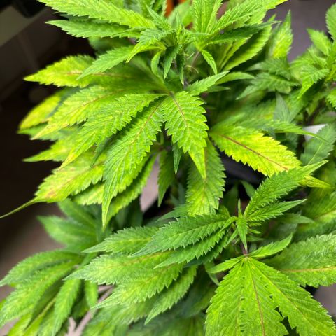 Maimiti - Tropical Mirage Limited Edition von Royal Queen Seeds growlog timeline photo